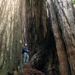 Ian Harding Instagram - Man oh man NorCal. You’re just the prettiest. Redwood National Park