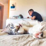 Iggy Rubin Instagram - Detrás de todo gran gato hay un pequeño fulano.