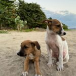 Ilfenesh Hadera Instagram - The things I rope poor Christina into…. . . . Puppy rescue: part I Treasure Beach