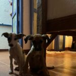 Ilfenesh Hadera Instagram - The things I rope poor Christina into…. . . . Puppy rescue: part I Treasure Beach