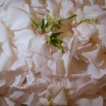 India Mullen Instagram – rose massacre on film