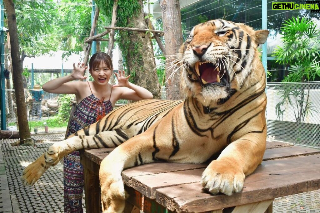 Itô Karin Instagram - . . タイで1番行きたかった タイガーパーク🐅🇹🇭 . もはや大きな猫ちゃん🐈 YouTubeも良かったら見てね☺ . . #タイ旅行 #一人旅 #tigerpark #パタヤ Tiger PARK Pattaya