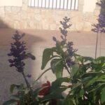 Itziar Ituño Instagram - Andaluces de Jaén Aceituneros altivos Decidme en el alma quién Quién levantó los olivos Andaluces de Jaén No los levantó la nada Ni el dinero ni el señor Sino la tierra callada El trabajo y el sudor Unidos al agua pura Y a los planetas unidos Los tres dieron la hermosura De sus troncos retorcidos Cuántos siglos de aceituna Los pies y las manos presos Sol a sol y luna a luna Pesan sobre nuestros huesos Jaén levántate brava Sobre tus piedras lunares No vayas a ser esclava Con todos tus olivares Andaluces de Jaén Aceituneros altivos Decidme en el alma quién Quién levantó los olivos (Miguel Hernandez) Olibondo hauek Nafarroan dauz, birraititek eta aititek landatu zeuriezan...bete behar gogor eta zorrotza benetan olibak batzea. Gorputza lehertu arteraiño gogorra, arima harrotasunez betetzeraiño ederra...taldean, familian, lagun artean egiteko lana.