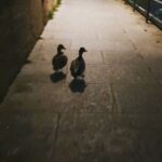 Itziar Ituño Instagram - Rin ibaiaren ertzeko ahate biren istorio laburra. (Pequeña historia de dos patos a orillas del rio Rin)
