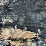 Itziar Ituño Instagram - Fin balea bizirik ikusteak Txileko kostaldeetan sano ta pozik gure sarraskitutako eukal bale txikia "balaena bizcayensis" ekarri doste gogora. Zenbat min animali zoragarri, baketsu eta eder honeri. Ez deurie merezi. "Ni itsas xoria baintz Iparreko izotz lurretarat Joan nintaike hegaldaka Bale itsu gizenen ondotik Itsasoa harro dago Haizeak oro txarrean Eta gu ezin kontsola Etxe goxoa gogoan harturik" (Bale ihizi)/ #ballenafin #chañaraldeaceituno #chile #balaeneabizcayensis #eubalaenaglacialis #baleak Ver las ballenas fin en las costas de Chile, sanas, felices me hizo recordar a nuestra pequeña ballena vasca que exterminamos :"balaenea bizcayensis". Cuanto mal a éste maravilloso, pacífico y bello animal. No lo merecen. "Si yo fuese un ave marina Hacia las tierras heladas del norte Iría volando Junto a las ciegas y enormes ballenas El mar está embravecido Todos los vientos son malos Y nosotr@s sin consuelo Añorando el dulce hogar" Erretratua📸 @psiconaisei