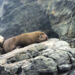 Itziar Ituño Instagram - Fin balea bizirik ikusteak Txileko kostaldeetan sano ta pozik gure sarraskitutako eukal bale txikia "balaena bizcayensis" ekarri doste gogora. Zenbat min animali zoragarri, baketsu eta eder honeri. Ez deurie merezi. "Ni itsas xoria baintz Iparreko izotz lurretarat Joan nintaike hegaldaka Bale itsu gizenen ondotik Itsasoa harro dago Haizeak oro txarrean Eta gu ezin kontsola Etxe goxoa gogoan harturik" (Bale ihizi)/ #ballenafin #chañaraldeaceituno #chile #balaeneabizcayensis #eubalaenaglacialis #baleak Ver las ballenas fin en las costas de Chile, sanas, felices me hizo recordar a nuestra pequeña ballena vasca que exterminamos :"balaenea bizcayensis". Cuanto mal a éste maravilloso, pacífico y bello animal. No lo merecen. "Si yo fuese un ave marina Hacia las tierras heladas del norte Iría volando Junto a las ciegas y enormes ballenas El mar está embravecido Todos los vientos son malos Y nosotr@s sin consuelo Añorando el dulce hogar" Erretratua📸 @psiconaisei