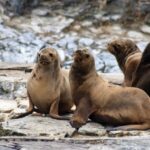 Itziar Ituño Instagram - Fin balea bizirik ikusteak Txileko kostaldeetan sano ta pozik gure sarraskitutako eukal bale txikia "balaena bizcayensis" ekarri doste gogora. Zenbat min animali zoragarri, baketsu eta eder honeri. Ez deurie merezi. "Ni itsas xoria baintz Iparreko izotz lurretarat Joan nintaike hegaldaka Bale itsu gizenen ondotik Itsasoa harro dago Haizeak oro txarrean Eta gu ezin kontsola Etxe goxoa gogoan harturik" (Bale ihizi)/ #ballenafin #chañaraldeaceituno #chile #balaeneabizcayensis #eubalaenaglacialis #baleak Ver las ballenas fin en las costas de Chile, sanas, felices me hizo recordar a nuestra pequeña ballena vasca que exterminamos :"balaenea bizcayensis". Cuanto mal a éste maravilloso, pacífico y bello animal. No lo merecen. "Si yo fuese un ave marina Hacia las tierras heladas del norte Iría volando Junto a las ciegas y enormes ballenas El mar está embravecido Todos los vientos son malos Y nosotr@s sin consuelo Añorando el dulce hogar" Erretratua📸 @psiconaisei