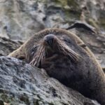 Itziar Ituño Instagram - Fin balea bizirik ikusteak Txileko kostaldeetan sano ta pozik gure sarraskitutako eukal bale txikia "balaena bizcayensis" ekarri doste gogora. Zenbat min animali zoragarri, baketsu eta eder honeri. Ez deurie merezi. "Ni itsas xoria baintz Iparreko izotz lurretarat Joan nintaike hegaldaka Bale itsu gizenen ondotik Itsasoa harro dago Haizeak oro txarrean Eta gu ezin kontsola Etxe goxoa gogoan harturik" (Bale ihizi)/ #ballenafin #chañaraldeaceituno #chile #balaeneabizcayensis #eubalaenaglacialis #baleak Ver las ballenas fin en las costas de Chile, sanas, felices me hizo recordar a nuestra pequeña ballena vasca que exterminamos :"balaenea bizcayensis". Cuanto mal a éste maravilloso, pacífico y bello animal. No lo merecen. "Si yo fuese un ave marina Hacia las tierras heladas del norte Iría volando Junto a las ciegas y enormes ballenas El mar está embravecido Todos los vientos son malos Y nosotr@s sin consuelo Añorando el dulce hogar" Erretratua📸 @psiconaisei