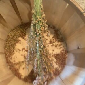 Ivy Winters Instagram - My adventures in broom making! What an incredible plant. These stalks are so tall! Some are 13-14 feet! I’m using a hair comb to remove the seeds from the broom fibers. Its like brushing one of my old wigs 😂 At this rate I’ll have enough saved seeds to grow acres of broom corn next year 😂😆🌱🌱🌱 #broomcorn #broommaking #diy #handmadebroom #broom #homogrown #brushthatwig #seedsaving #harvest #sorghum