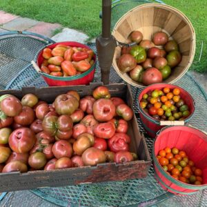 Ivy Winters Instagram - Yesterday’s tomato harvest! Can you tell I love Heirloom tomatoes?! Sad that we can’t eat all of them as slicers so I better get to canning! #indigobluebeauty #heirloomtomato #homogrown #tomato #harvest #carbon #cherokeepurple #cherrytomatoes #sungold #unicorn #germangreen #cherokeecarbon #sanmarzano