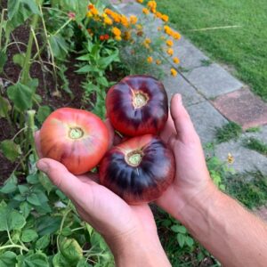 Ivy Winters Instagram - Yesterday’s tomato harvest! Can you tell I love Heirloom tomatoes?! Sad that we can’t eat all of them as slicers so I better get to canning! #indigobluebeauty #heirloomtomato #homogrown #tomato #harvest #carbon #cherokeepurple #cherrytomatoes #sungold #unicorn #germangreen #cherokeecarbon #sanmarzano