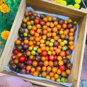 Ivy Winters Instagram - Yesterday’s tomato harvest! Can you tell I love Heirloom tomatoes?! Sad that we can’t eat all of them as slicers so I better get to canning! #indigobluebeauty #heirloomtomato #homogrown #tomato #harvest #carbon #cherokeepurple #cherrytomatoes #sungold #unicorn #germangreen #cherokeecarbon #sanmarzano