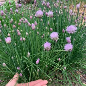 Ivy Winters Instagram - I convinced my hubby to munch down on a chive flower with me for the first time and holy MOLY it was a strong one! Haha started these babies last year from seed and am so excited how they’re lushing out! They’ll be perfect on salads or some sort of Martha Stewart inspired hors d’oeuvre 👅🌸🌱 #chive #chiveflower #homogrown #green #diy #martha #onion #pitbreath #garden