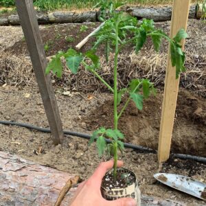 Ivy Winters Instagram - Planting stuff! One of my favorite methods for planting tomatoes is to trench them! The more roots the better the Mators! The video shows all my babies I started from seed (minus the carpet thyme).... all are getting acclimated to the outdoors. Everything going in the ground this week! Happy planting everyone! #homogrown #tomatoes #trenching #sungold #tyedye #queenacres #green #diy #growyourownfood #mybabies