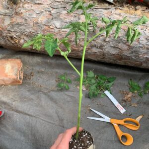 Ivy Winters Instagram - Planting stuff! One of my favorite methods for planting tomatoes is to trench them! The more roots the better the Mators! The video shows all my babies I started from seed (minus the carpet thyme).... all are getting acclimated to the outdoors. Everything going in the ground this week! Happy planting everyone! #homogrown #tomatoes #trenching #sungold #tyedye #queenacres #green #diy #growyourownfood #mybabies
