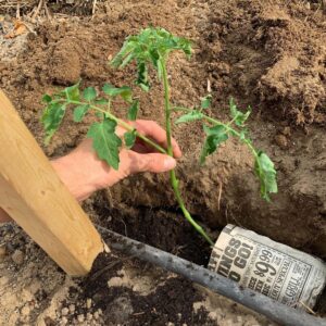 Ivy Winters Instagram - Planting stuff! One of my favorite methods for planting tomatoes is to trench them! The more roots the better the Mators! The video shows all my babies I started from seed (minus the carpet thyme).... all are getting acclimated to the outdoors. Everything going in the ground this week! Happy planting everyone! #homogrown #tomatoes #trenching #sungold #tyedye #queenacres #green #diy #growyourownfood #mybabies