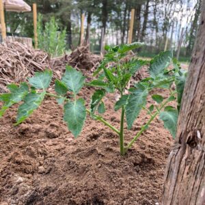 Ivy Winters Instagram - Planting stuff! One of my favorite methods for planting tomatoes is to trench them! The more roots the better the Mators! The video shows all my babies I started from seed (minus the carpet thyme).... all are getting acclimated to the outdoors. Everything going in the ground this week! Happy planting everyone! #homogrown #tomatoes #trenching #sungold #tyedye #queenacres #green #diy #growyourownfood #mybabies