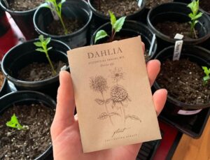 Ivy Winters Instagram - I can’t rave enough about this book. It is EVERYTHING! If you’re a dahlia lover or grower this book is the Bible. It also came with a packet of seeds straight out of @floretflower farm! I had a 99% germination rate!!! That’s amazing! For more info  check out @floretflower ! #dahlia #homegrown #discoveringdahlias #floretflower #flower #garden