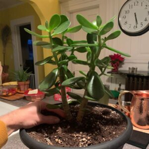 Ivy Winters Instagram - Merry Christmas and Happy Holidays to all!! This is Steve, he’s a cutie. Here are also some random pictures of a few of my babies around the house. They say hi. #eucalyptus #snakeplant #jade #aloe #kalonchoe #spiderplant #love #homogrown