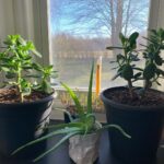 Ivy Winters Instagram - Merry Christmas and Happy Holidays to all!! This is Steve, he’s a cutie. Here are also some random pictures of a few of my babies around the house. They say hi. #eucalyptus #snakeplant #jade #aloe #kalonchoe #spiderplant #love #homogrown