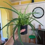 Ivy Winters Instagram - Merry Christmas and Happy Holidays to all!! This is Steve, he’s a cutie. Here are also some random pictures of a few of my babies around the house. They say hi. #eucalyptus #snakeplant #jade #aloe #kalonchoe #spiderplant #love #homogrown