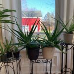 Ivy Winters Instagram - Merry Christmas and Happy Holidays to all!! This is Steve, he’s a cutie. Here are also some random pictures of a few of my babies around the house. They say hi. #eucalyptus #snakeplant #jade #aloe #kalonchoe #spiderplant #love #homogrown