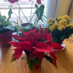 Ivy Winters Instagram - Merry Christmas and Happy Holidays to all!! This is Steve, he’s a cutie. Here are also some random pictures of a few of my babies around the house. They say hi. #eucalyptus #snakeplant #jade #aloe #kalonchoe #spiderplant #love #homogrown