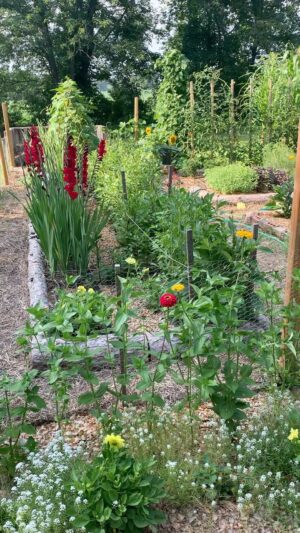 Ivy Winters Instagram - Howdy everyone! Here is how my garden is growing. I’ll have to do another when all my flowers are in full bloom..... I see so many buds forming and I can’t wait for them to open up for you all 😆😛❤️ happy gardening fellow humans of earth! 💋