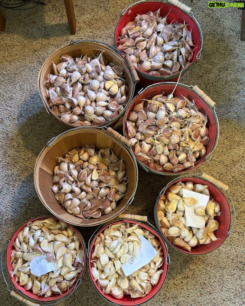 Ivy Winters Instagram - This is what 3,000 garlic cloves looks like!After breaking the bulbs apart they get a vodka / alcohol rinse as well as a 3 day bath in fish emulsion. It’s a good idea to sterilize the cloves before planting as well as give them some food before winter. I also made a new dibbler tool to help with spacing and planting. Saved a lot on the back! They then got a nice layer of pine shavings to help insulate them for their long winter nap. The last photo is the garlic bulbils I saved from the dried garlic flowers. It’ll take a few years for these little bulbils to mature into nice big bulbs. Happy garlic growing friends! #garlic #hardneck #michigan #garden #homogrown #fishfertalizer #diy #stinkyflower #cloves #bulbils #dibbler #innovative