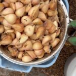 Ivy Winters Instagram – This is what 3,000 garlic cloves looks like!After breaking the bulbs apart they get a vodka / alcohol rinse as well as a 3 day bath in fish emulsion. It’s a good idea to sterilize the cloves before planting as well as give them some food before winter. I also made a new dibbler tool to help with spacing and planting. Saved a lot on the back! They then got a nice layer of pine shavings to help insulate them for their long winter nap. The last photo is the garlic bulbils I saved from the dried garlic flowers. It’ll take a few years for these little bulbils to mature into nice big bulbs. Happy garlic growing friends! #garlic #hardneck #michigan #garden #homogrown #fishfertalizer #diy #stinkyflower #cloves #bulbils #dibbler #innovative