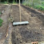 Ivy Winters Instagram – This is what 3,000 garlic cloves looks like!After breaking the bulbs apart they get a vodka / alcohol rinse as well as a 3 day bath in fish emulsion. It’s a good idea to sterilize the cloves before planting as well as give them some food before winter. I also made a new dibbler tool to help with spacing and planting. Saved a lot on the back! They then got a nice layer of pine shavings to help insulate them for their long winter nap. The last photo is the garlic bulbils I saved from the dried garlic flowers. It’ll take a few years for these little bulbils to mature into nice big bulbs. Happy garlic growing friends! #garlic #hardneck #michigan #garden #homogrown #fishfertalizer #diy #stinkyflower #cloves #bulbils #dibbler #innovative