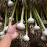 Ivy Winters Instagram – Here is your daily dose of garlic therapy! 😜 All harvested and curing nicely in the barn. Excited to have grown some beautiful chunky bulbs this year! I’ll save the biggest to plant in the fall. A few more weeks to cure and then I’ll trim them up and sort what I’ll be selling and saving. I left a handful in the garden that are going to seed so I can try growing bulbs from the bulbils. Yay garden experiments!  #garlic #purplegarlic #curing #barn  #homogrown #onionbraids #onion