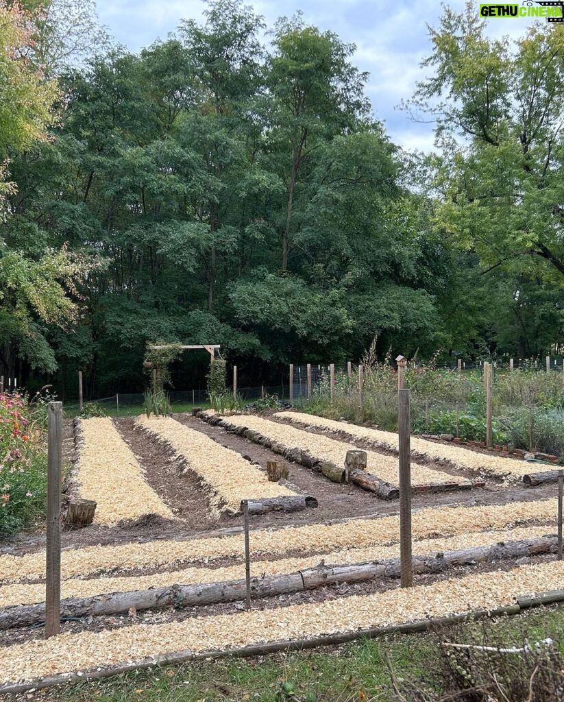 Ivy Winters Instagram - This is what 3,000 garlic cloves looks like!After breaking the bulbs apart they get a vodka / alcohol rinse as well as a 3 day bath in fish emulsion. It’s a good idea to sterilize the cloves before planting as well as give them some food before winter. I also made a new dibbler tool to help with spacing and planting. Saved a lot on the back! They then got a nice layer of pine shavings to help insulate them for their long winter nap. The last photo is the garlic bulbils I saved from the dried garlic flowers. It’ll take a few years for these little bulbils to mature into nice big bulbs. Happy garlic growing friends! #garlic #hardneck #michigan #garden #homogrown #fishfertalizer #diy #stinkyflower #cloves #bulbils #dibbler #innovative