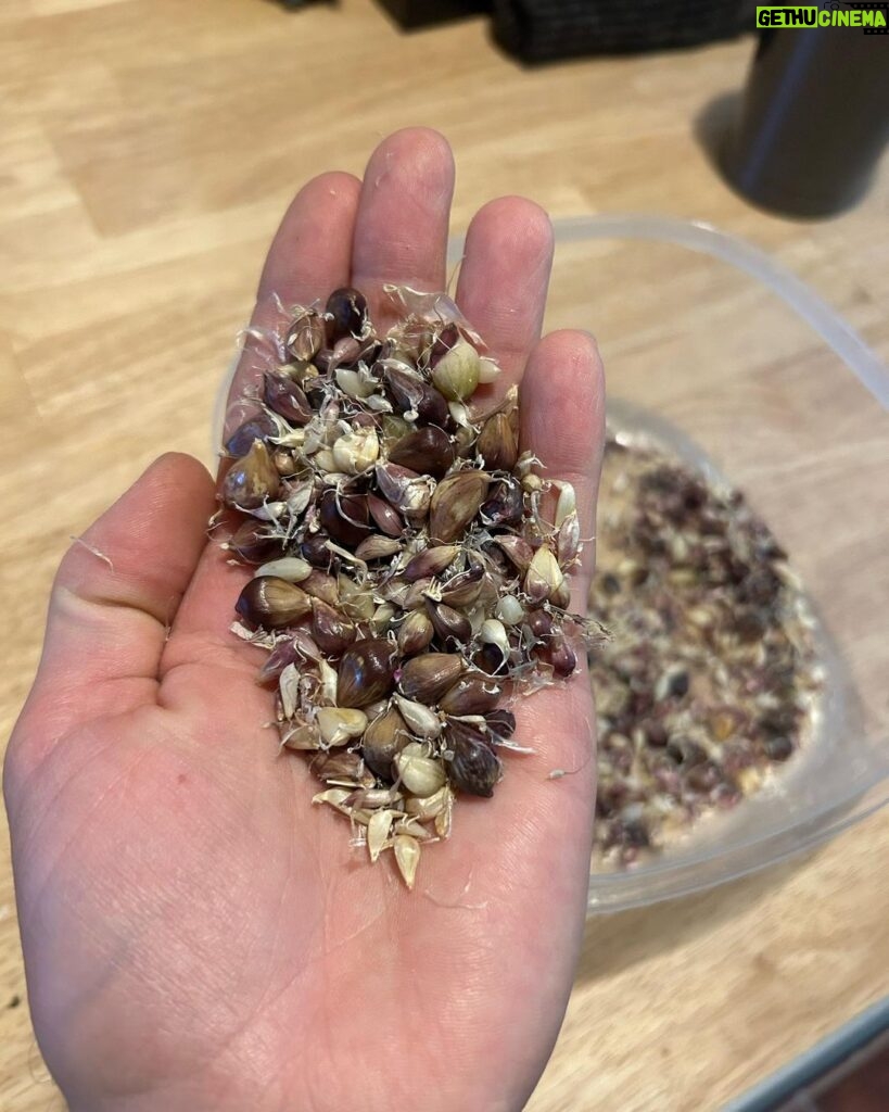 Ivy Winters Instagram - This is what 3,000 garlic cloves looks like!After breaking the bulbs apart they get a vodka / alcohol rinse as well as a 3 day bath in fish emulsion. It’s a good idea to sterilize the cloves before planting as well as give them some food before winter. I also made a new dibbler tool to help with spacing and planting. Saved a lot on the back! They then got a nice layer of pine shavings to help insulate them for their long winter nap. The last photo is the garlic bulbils I saved from the dried garlic flowers. It’ll take a few years for these little bulbils to mature into nice big bulbs. Happy garlic growing friends! #garlic #hardneck #michigan #garden #homogrown #fishfertalizer #diy #stinkyflower #cloves #bulbils #dibbler #innovative