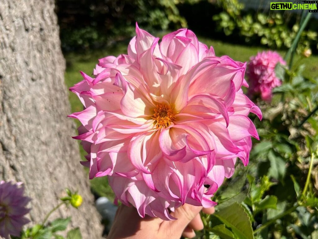 Ivy Winters Instagram - Had a wonderful getaway to Mackinac island with my man! Saw 6 rainbows in 1 day……Tasted some famous fudge and stopped to smell the flowers! #getaway #michigan #mackinacisland #dahlia #starline #cheers