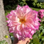 Ivy Winters Instagram – Had a wonderful getaway to Mackinac island with my man! Saw 6 rainbows in 1 day……Tasted some famous fudge and stopped to smell the flowers! #getaway #michigan #mackinacisland #dahlia #starline #cheers