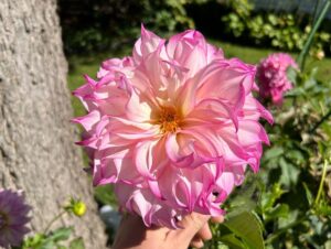Ivy Winters Instagram - Had a wonderful getaway to Mackinac island with my man! Saw 6 rainbows in 1 day……Tasted some famous fudge and stopped to smell the flowers! #getaway #michigan #mackinacisland #dahlia #starline #cheers