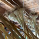 Ivy Winters Instagram – Here is your daily dose of garlic therapy! 😜 All harvested and curing nicely in the barn. Excited to have grown some beautiful chunky bulbs this year! I’ll save the biggest to plant in the fall. A few more weeks to cure and then I’ll trim them up and sort what I’ll be selling and saving. I left a handful in the garden that are going to seed so I can try growing bulbs from the bulbils. Yay garden experiments!  #garlic #purplegarlic #curing #barn  #homogrown #onionbraids #onion