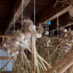 Ivy Winters Instagram – Here is your daily dose of garlic therapy! 😜 All harvested and curing nicely in the barn. Excited to have grown some beautiful chunky bulbs this year! I’ll save the biggest to plant in the fall. A few more weeks to cure and then I’ll trim them up and sort what I’ll be selling and saving. I left a handful in the garden that are going to seed so I can try growing bulbs from the bulbils. Yay garden experiments!  #garlic #purplegarlic #curing #barn  #homogrown #onionbraids #onion