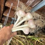 Ivy Winters Instagram – Here is your daily dose of garlic therapy! 😜 All harvested and curing nicely in the barn. Excited to have grown some beautiful chunky bulbs this year! I’ll save the biggest to plant in the fall. A few more weeks to cure and then I’ll trim them up and sort what I’ll be selling and saving. I left a handful in the garden that are going to seed so I can try growing bulbs from the bulbils. Yay garden experiments!  #garlic #purplegarlic #curing #barn  #homogrown #onionbraids #onion