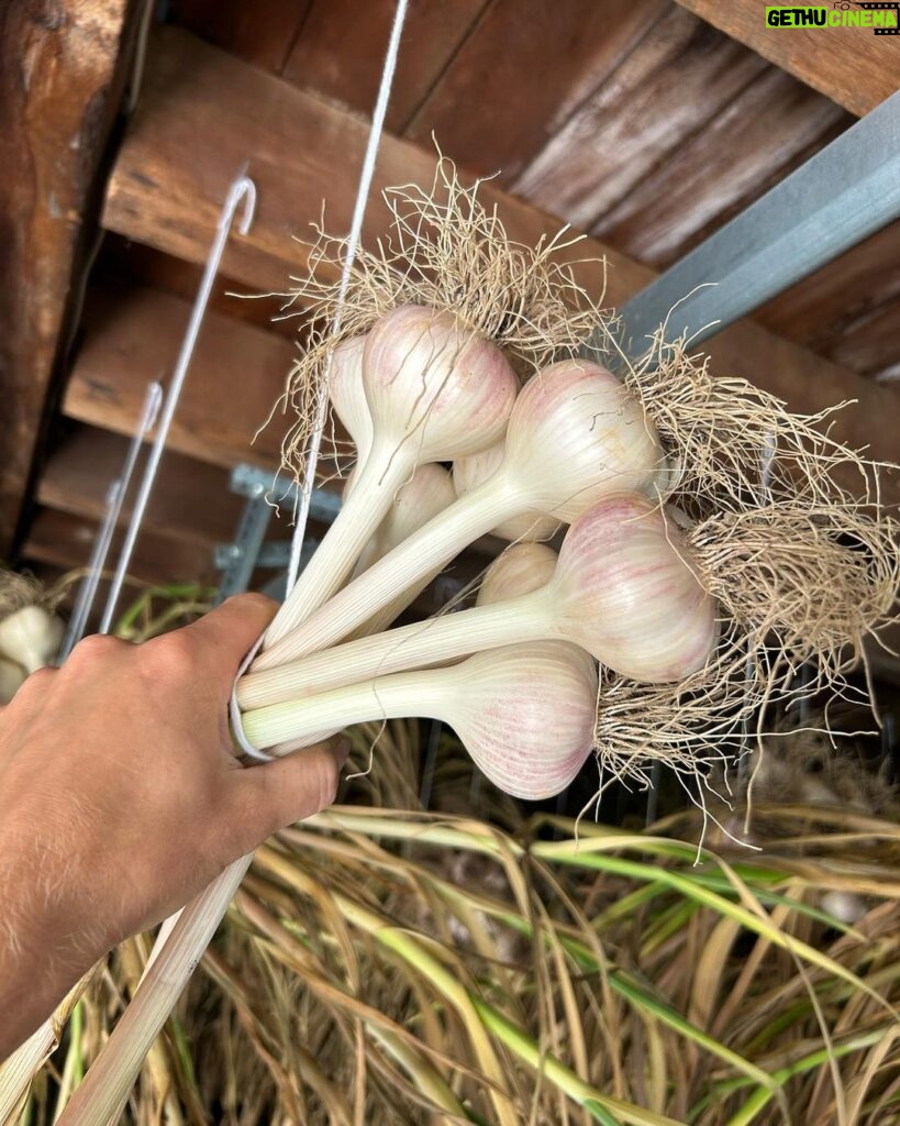 Ivy Winters Instagram - Here is your daily dose of garlic therapy! 😜 All harvested and curing nicely in the barn. Excited to have grown some beautiful chunky bulbs this year! I’ll save the biggest to plant in the fall. A few more weeks to cure and then I’ll trim them up and sort what I’ll be selling and saving. I left a handful in the garden that are going to seed so I can try growing bulbs from the bulbils. Yay garden experiments! #garlic #purplegarlic #curing #barn #homogrown #onionbraids #onion