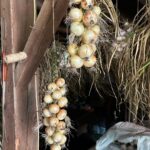 Ivy Winters Instagram – Here is your daily dose of garlic therapy! 😜 All harvested and curing nicely in the barn. Excited to have grown some beautiful chunky bulbs this year! I’ll save the biggest to plant in the fall. A few more weeks to cure and then I’ll trim them up and sort what I’ll be selling and saving. I left a handful in the garden that are going to seed so I can try growing bulbs from the bulbils. Yay garden experiments!  #garlic #purplegarlic #curing #barn  #homogrown #onionbraids #onion