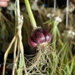 Ivy Winters Instagram – Here is your daily dose of garlic therapy! 😜 All harvested and curing nicely in the barn. Excited to have grown some beautiful chunky bulbs this year! I’ll save the biggest to plant in the fall. A few more weeks to cure and then I’ll trim them up and sort what I’ll be selling and saving. I left a handful in the garden that are going to seed so I can try growing bulbs from the bulbils. Yay garden experiments!  #garlic #purplegarlic #curing #barn  #homogrown #onionbraids #onion