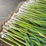 Ivy Winters Instagram – Here is your daily dose of garlic therapy! 😜 All harvested and curing nicely in the barn. Excited to have grown some beautiful chunky bulbs this year! I’ll save the biggest to plant in the fall. A few more weeks to cure and then I’ll trim them up and sort what I’ll be selling and saving. I left a handful in the garden that are going to seed so I can try growing bulbs from the bulbils. Yay garden experiments!  #garlic #purplegarlic #curing #barn  #homogrown #onionbraids #onion