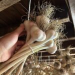 Ivy Winters Instagram – Here is your daily dose of garlic therapy! 😜 All harvested and curing nicely in the barn. Excited to have grown some beautiful chunky bulbs this year! I’ll save the biggest to plant in the fall. A few more weeks to cure and then I’ll trim them up and sort what I’ll be selling and saving. I left a handful in the garden that are going to seed so I can try growing bulbs from the bulbils. Yay garden experiments!  #garlic #purplegarlic #curing #barn  #homogrown #onionbraids #onion