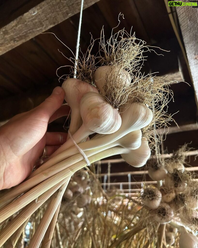 Ivy Winters Instagram - Here is your daily dose of garlic therapy! 😜 All harvested and curing nicely in the barn. Excited to have grown some beautiful chunky bulbs this year! I’ll save the biggest to plant in the fall. A few more weeks to cure and then I’ll trim them up and sort what I’ll be selling and saving. I left a handful in the garden that are going to seed so I can try growing bulbs from the bulbils. Yay garden experiments! #garlic #purplegarlic #curing #barn #homogrown #onionbraids #onion