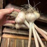 Ivy Winters Instagram – Here is your daily dose of garlic therapy! 😜 All harvested and curing nicely in the barn. Excited to have grown some beautiful chunky bulbs this year! I’ll save the biggest to plant in the fall. A few more weeks to cure and then I’ll trim them up and sort what I’ll be selling and saving. I left a handful in the garden that are going to seed so I can try growing bulbs from the bulbils. Yay garden experiments!  #garlic #purplegarlic #curing #barn  #homogrown #onionbraids #onion