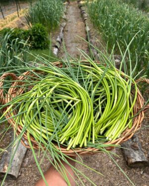 Ivy Winters Instagram - Garlic update! Scapes are busting out all over! One of my favorite garden tasks…. Harvesting garlic scapes! They are so delicious. I try to use them in everything I cook in June. Before ya know it the bulbs will swell up and it’ll be time to pull the bulbs from the ground. That always happens the beginning of July for me here in zone 5b. How’s your garlic growing? #homogrown #garlicscape #scape #garlic #garden #walkingkidsinnature #growyourownfood