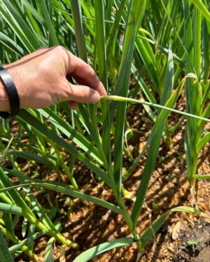 Ivy Winters Instagram - Garlic update! Scapes are busting out all over! One of my favorite garden tasks…. Harvesting garlic scapes! They are so delicious. I try to use them in everything I cook in June. Before ya know it the bulbs will swell up and it’ll be time to pull the bulbs from the ground. That always happens the beginning of July for me here in zone 5b. How’s your garlic growing? #homogrown #garlicscape #scape #garlic #garden #walkingkidsinnature #growyourownfood