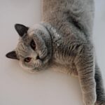 Jade Picon Instagram – eu acho que eu vi um gatinho New York, New York